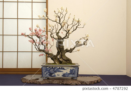 梅花盆景 梅花盆景 4787292