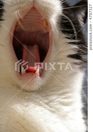 Cat's tongue Cat's tongue 4787327