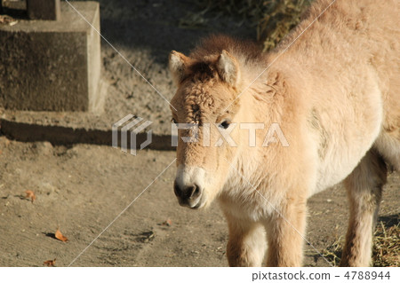Przewalski's horse_4 4788944