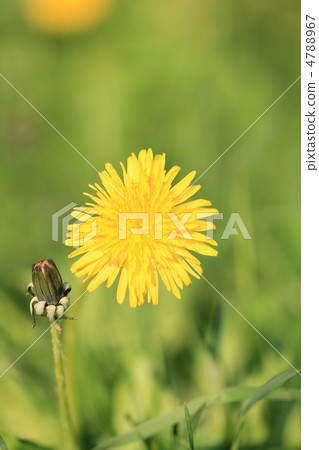 Dandelion  Dandelion 4788967