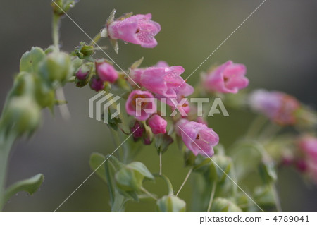 Hama Ben Sessou 4789041