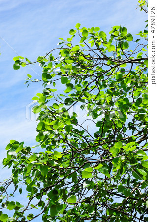 Arakawa自然公園的落葉葉子Yamanarashi的年輕葉子和新綠色 4789126