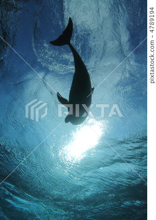Dolphin Dolphin 4789194