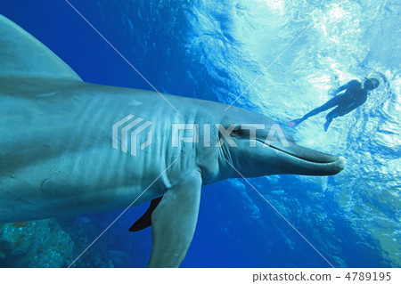 Dolphin Dolphin 4789195