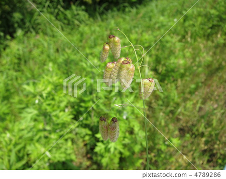 Omelet Omelet 4789286