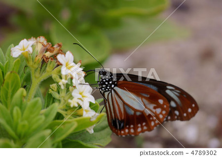 Asagi madara Asagi madara 4789302