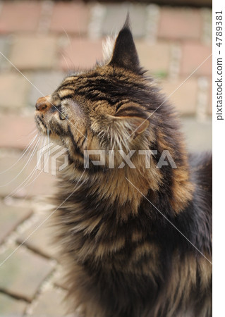 Thinking Cat Thinking Cat 4789381