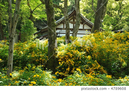 京都鬆尾大社的山武花 京都鬆尾大社的山武花 4789608