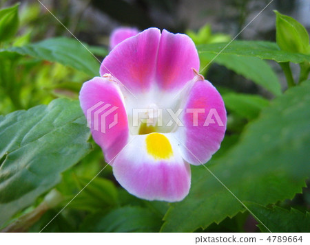 Torenia 4789664