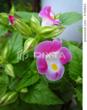 Torenia 4789665