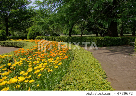 五月金盞花和菊科07 4789672