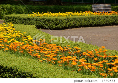 五月金盞花和菊科07 4789673