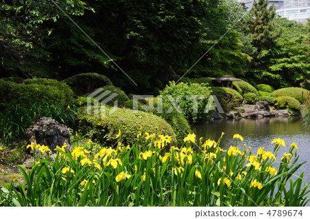 May Kishowubu Iridaceae 13 4789674