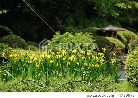 May Kishowub和Iridaceae 12 4789675