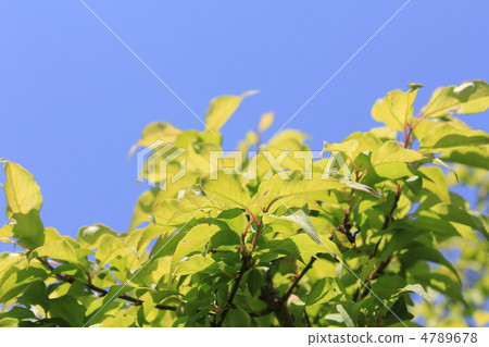 Fresh green blue sky 4789678