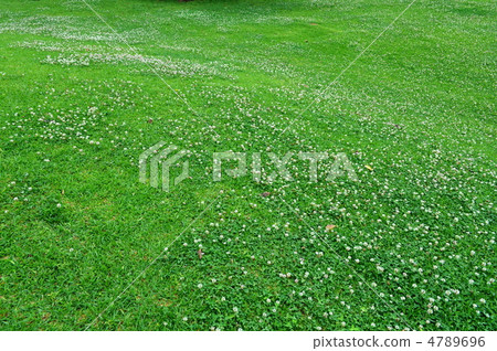 五月三葉草和豆類07 4789696