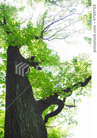 May Yurinoki / Magnolia家族98新鮮綠色 May Yurinoki / Magnolia家族98新鮮綠色 4789709