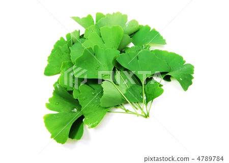 Green bright ginkgo biloba · Lots of horizontal position Green bright ginkgo biloba · Lots of horizontal position 4789784