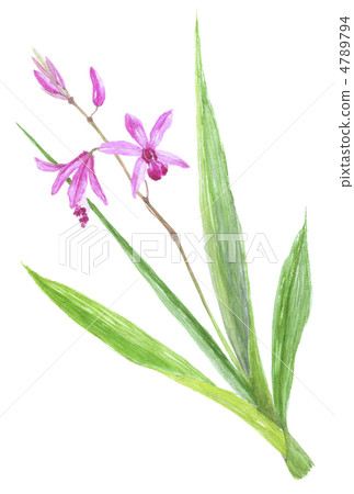 我正在追求pururin 我正在追求pururin 4789794