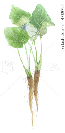 烤葉牛蒡 烤葉牛蒡 4789795