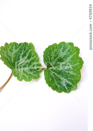 粉絲的雜色葉2葉垂直位置 粉絲的雜色葉2葉垂直位置 4789934