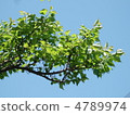 Fresh green plum 4789974