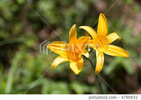 Musashino Kisuge Musashino Kisuge 4790032