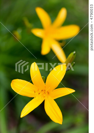 Musashino Kisuge 4790033