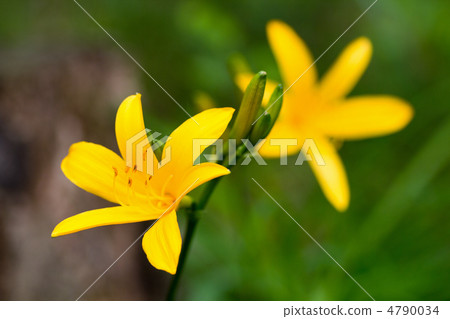 Musashino Kisuge 4790034