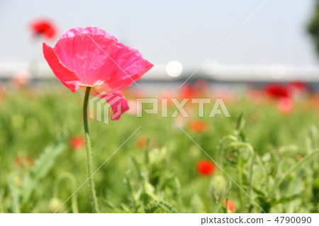 Bright red poppy 4790090