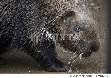 豪豬 4790217