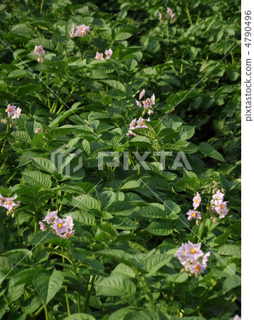 Potato flowers 4790496