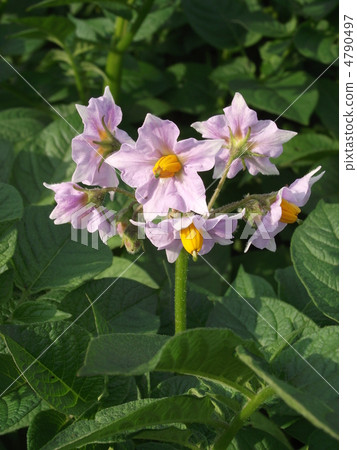 馬鈴薯花 4790497