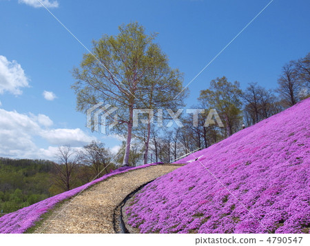Toki Kokoto Shiba Sakura Park Shiba Sakura Festival 4790547