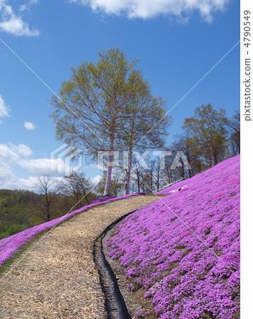 Toki Kokoto Shiba Sakura Park Shiba Sakura Festival 4790549