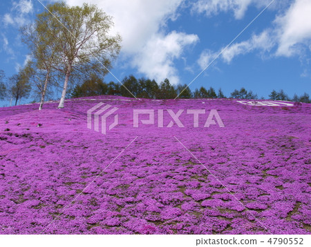 Toki Kokoto Shiba Sakura Park Shiba Sakura Festival 4790552