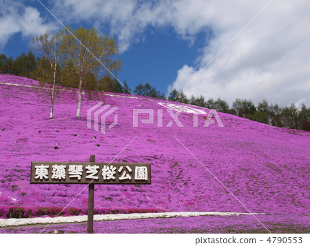 Toki Kokoto Shiba Sakura Park Shiba Sakura Festival 4790553
