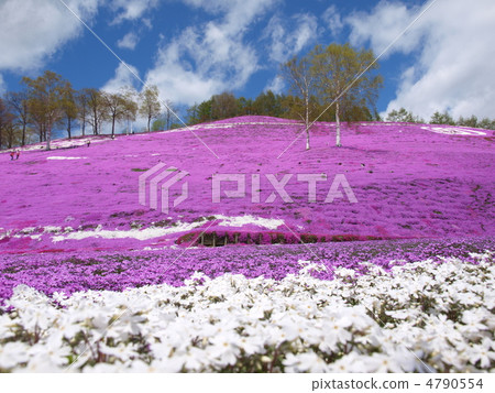 Toki Kokoto Shiba Sakura Park Shiba Sakura Festival 4790554