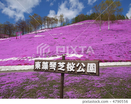 Toki Kokoto Shiba Sakura Park Shiba Sakura Festival 4790556