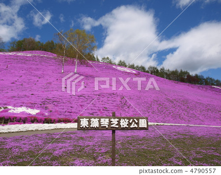 Toki Kokoto Shiba Sakura Park Shiba Sakura Festival Toki Kokoto Shiba Sakura Park Shiba Sakura Festival 4790557