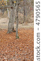 Autumn Satoyama 4790565