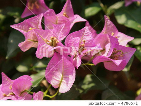Bougainvillea flower 4790571