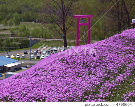 Toki Kokoto Shiba Sakura Park Shiba Sakura Festival Toki Kokoto Shiba Sakura Park Shiba Sakura Festival 4790604