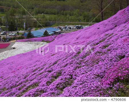Toki Kokoto Shiba Sakura Park Shiba Sakura Festival Toki Kokoto Shiba Sakura Park Shiba Sakura Festival 4790606