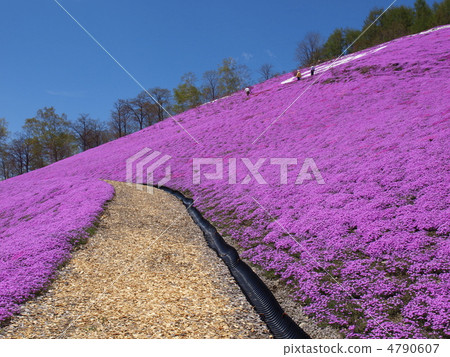 Toki Kokoto Shiba Sakura Park Shiba Sakura Festival 4790607
