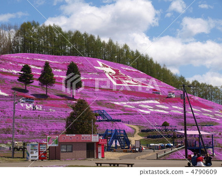 Toki Kokoto Shiba Sakura Park Shiba Sakura Festival Toki Kokoto Shiba Sakura Park Shiba Sakura Festival 4790609