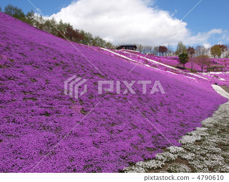 Toki Kokoto Shiba Sakura Park Shiba Sakura Festival 4790610