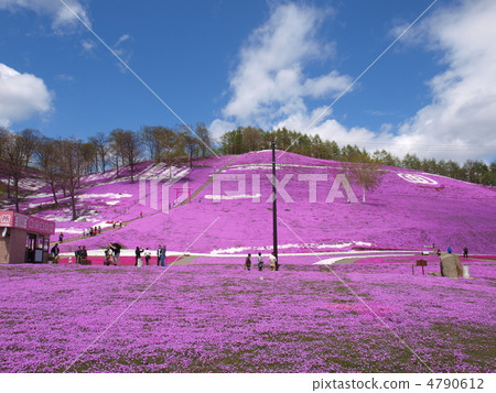 Toki Kokoto Shiba Sakura Park Shiba Sakura Festival 4790612