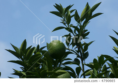 Summer citrus is still hard and small fruit. 4790665