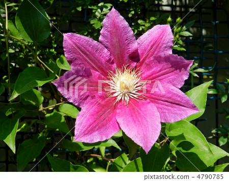 Clematis Clematis 4790785